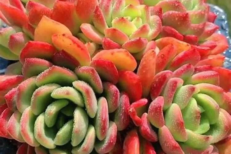 大量元素水溶肥对花卉绿植的用法