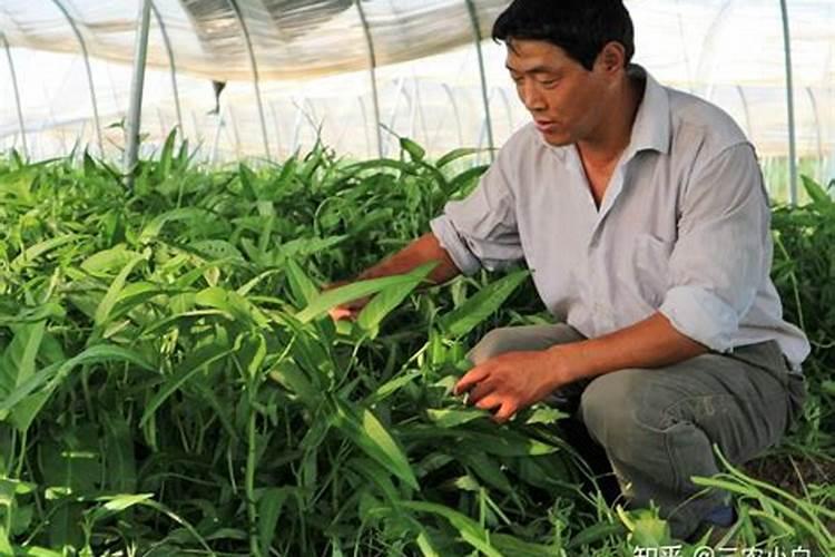 空心菜加什么肥长得好