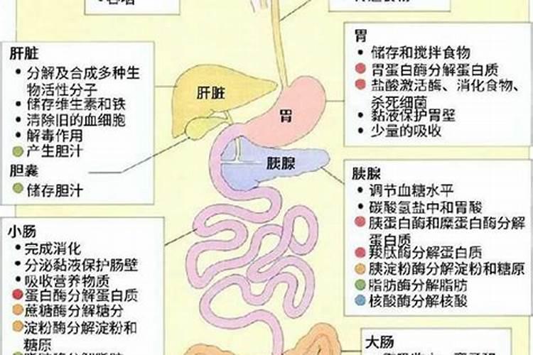 给玉米补充钾素有助于促进玉米生长吗？有什么依据？
