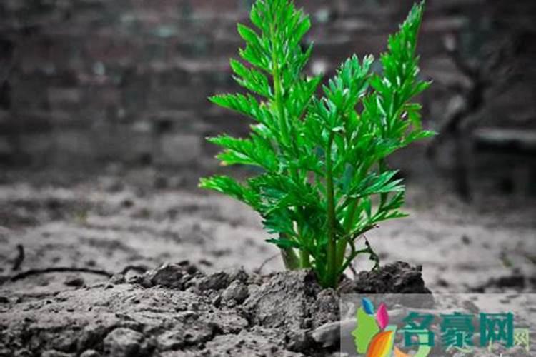 经过发酵的羊粪和饼肥施肥过量会烧死盆栽植物吗？