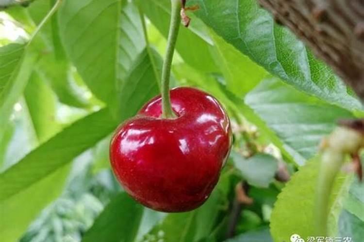 板蓝根种植技术是什么