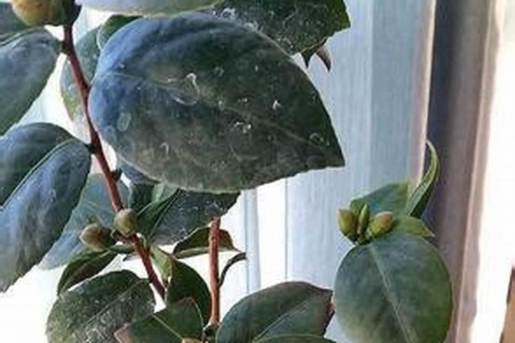 山茶花怎么施肥和浇水