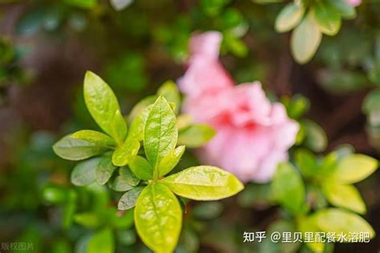 叶面肥优点是什么