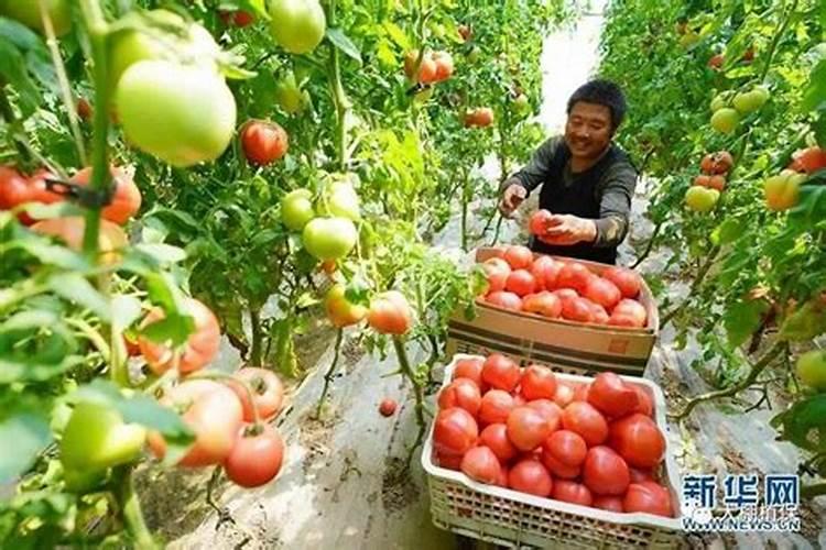 老师们西红柿配什么底肥比较好呢!