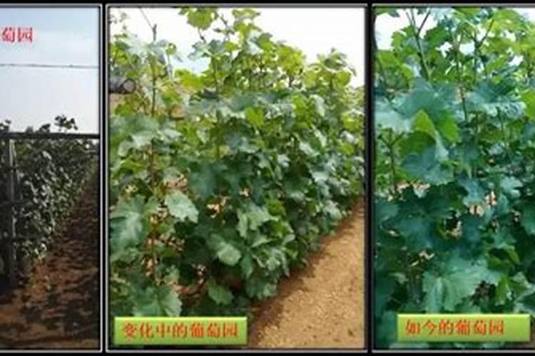 立秋葡萄施肥最佳时间