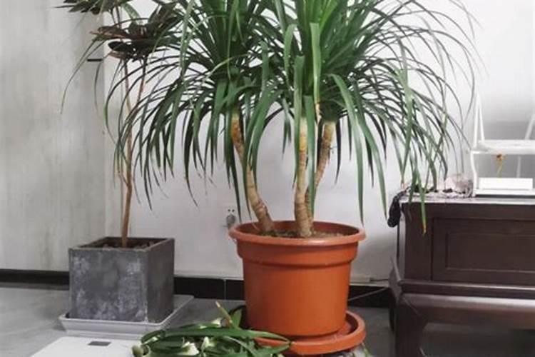 龙血树的养殖方法和注意事项是什么