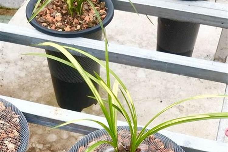 花卉复合肥怎么使用正确  复合肥能直接撒花盆里面吗