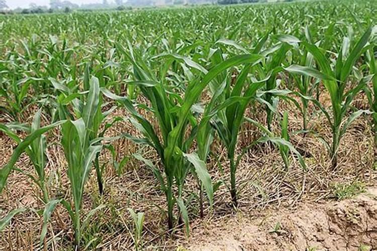 玉米地追肥磷酸二氢钾用多少量