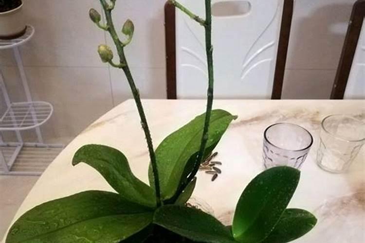 如何给蝴蝶兰喷叶面肥