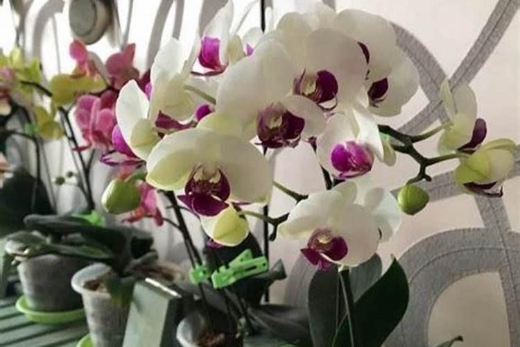 蝴蝶兰幼苗怎么养