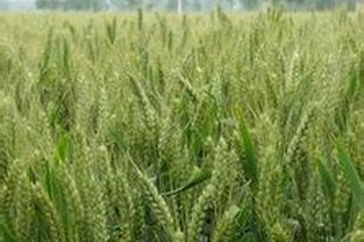 什么是钾高,什么是钾减