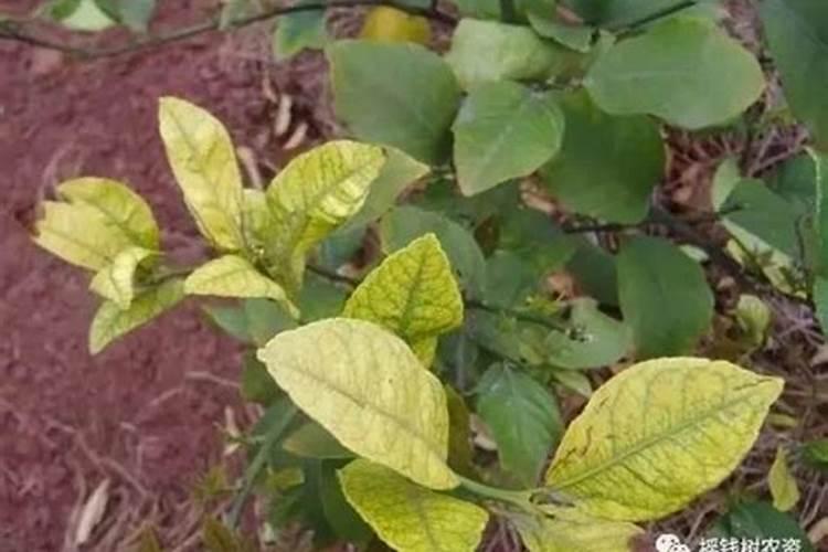 叶面肥也会有“隐性危害”,柑橘上如何科学使用叶面肥？