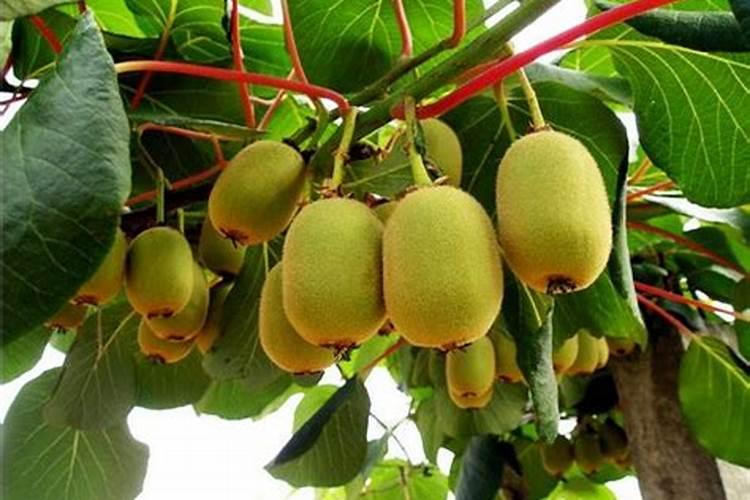 猕猴桃的需肥特点