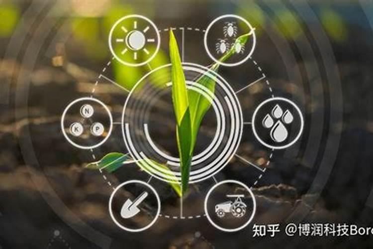 硼肥多少钱一千克