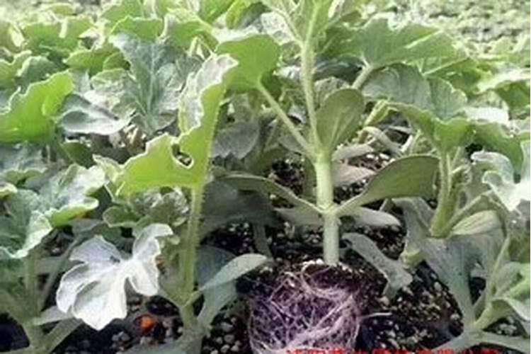 云天化磷肥一吨多少钱 云天化磷肥有什么作用