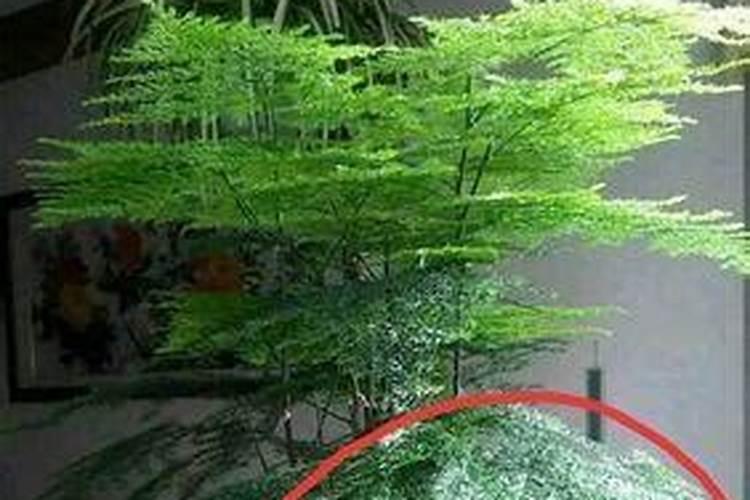 文竹能不能浇叶子(文竹可以喷叶面肥吗)