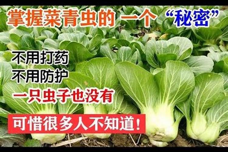 白菜追肥用什么肥料好