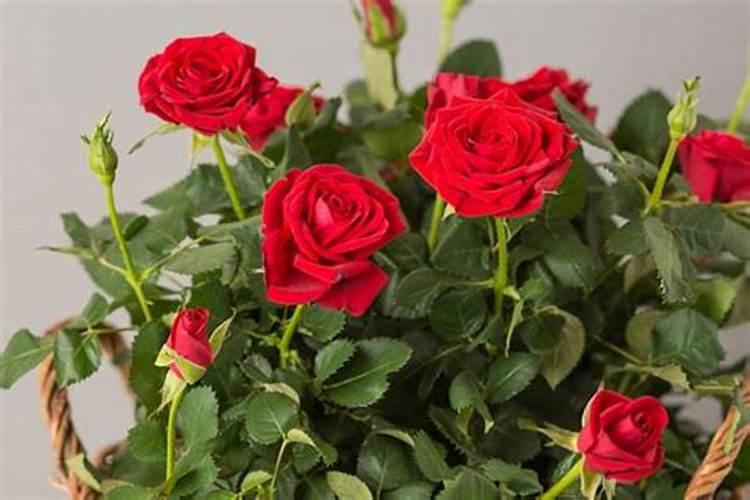 玫瑰花怎么施肥,玫瑰花施氮磷钾肥最为合适