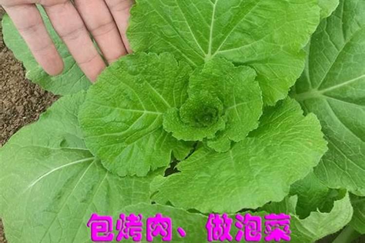 小白菜栽培要喷什么叶面肥品质才好