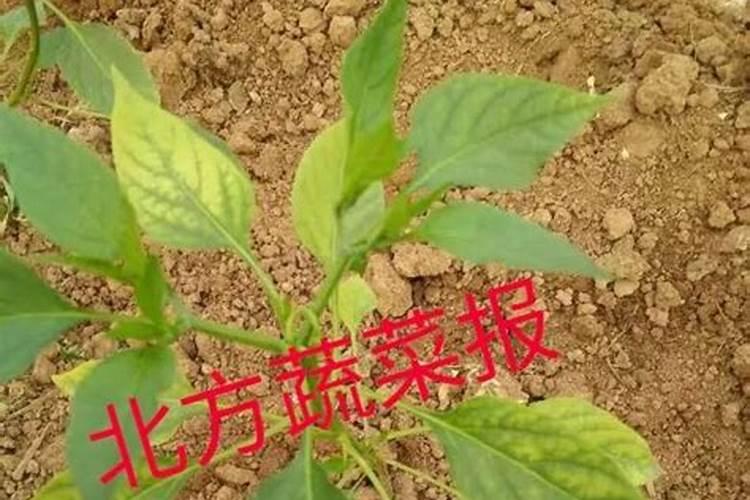 菜苗不长施什么肥料
