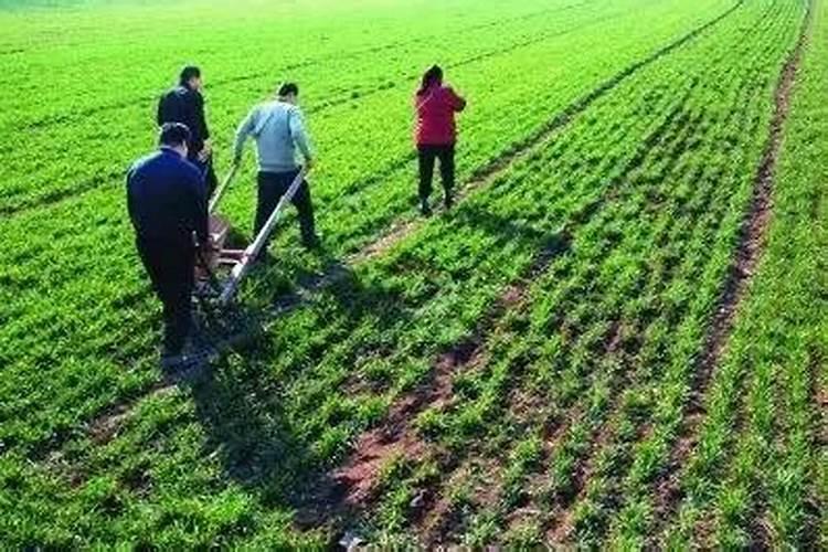 如何提高桃子的硬度