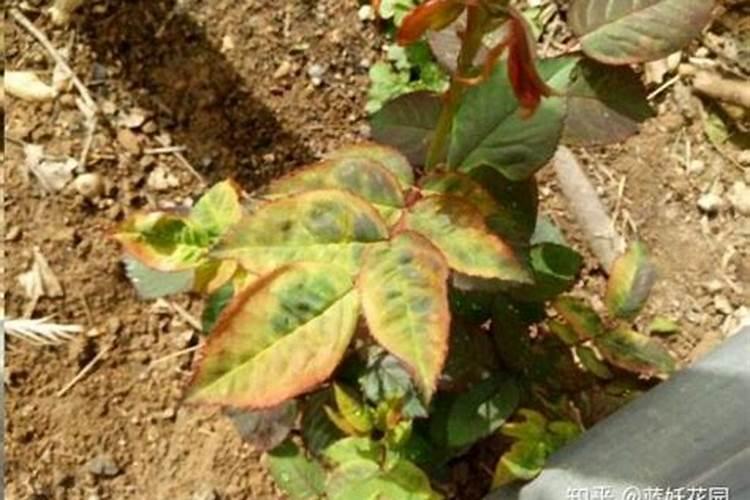 一年中什么时候最适合给月季施肥呢？