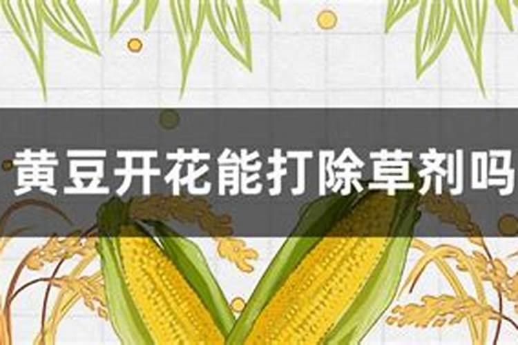 黄黄豆可以用氯氟氰菊酯和叶面肥混施吗