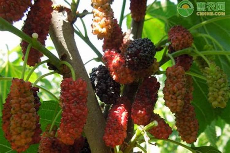 君子兰为什么不开花是啥原因