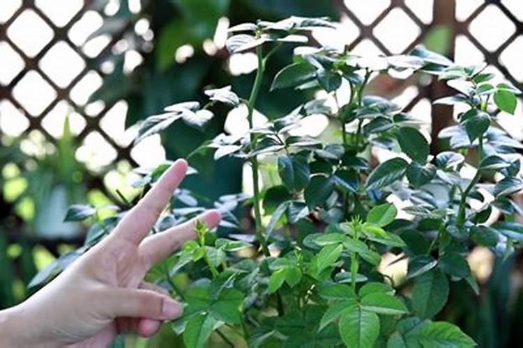 月季花施肥太多开花就少吗？