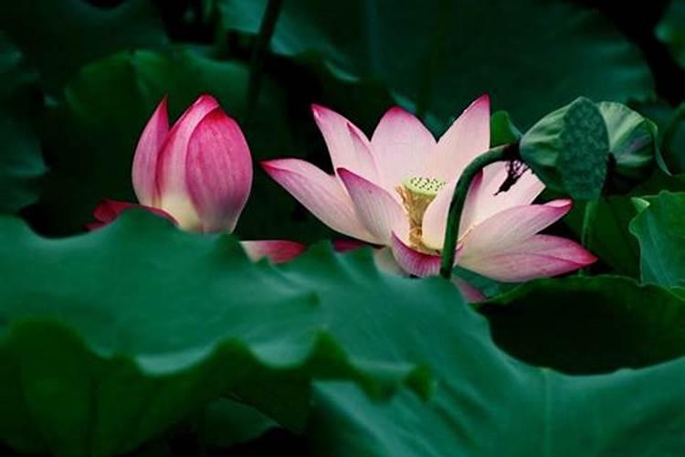 荷花需要什么肥料