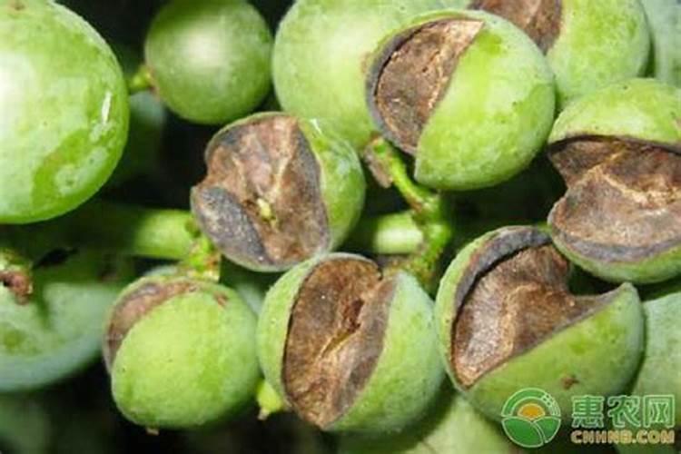 如何正确给蔬菜施加钙肥？