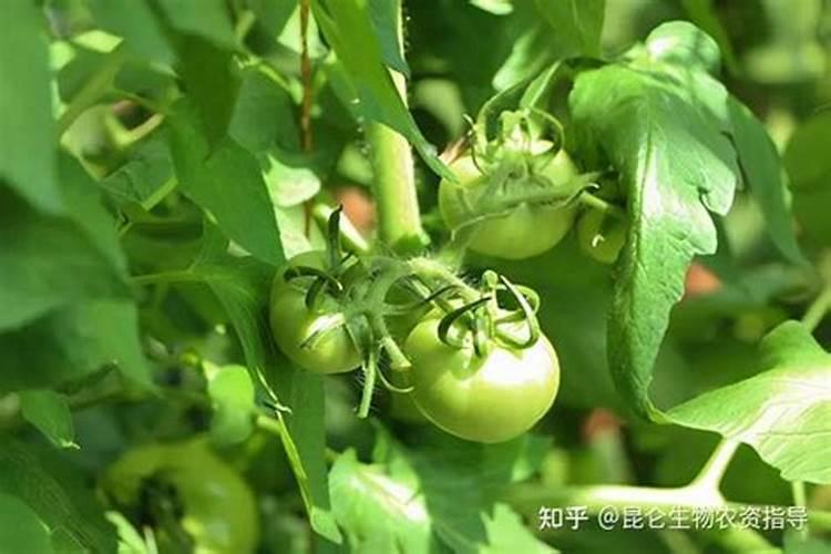 西红柿用什么叶面肥比较好