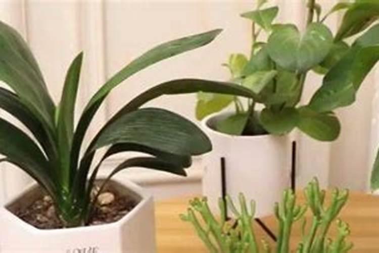 一天中给菜施肥的最佳时间