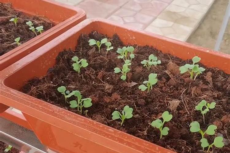 蔬菜晚上施肥好还是早上施肥好(种菜什么时候施肥好)