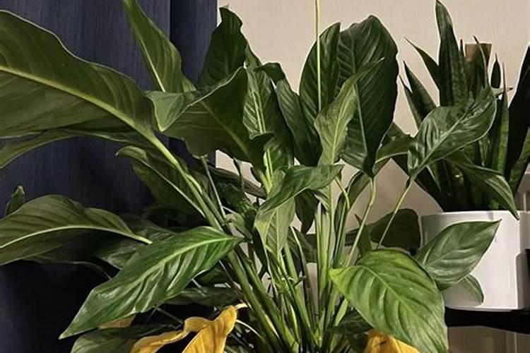 白掌怎么养才会开花