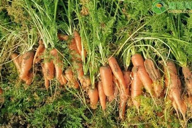 胡萝卜施肥法需肥特点