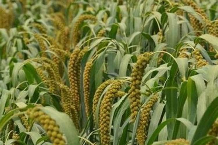 谷子打除草剂重了谷叶用什么解毒呢