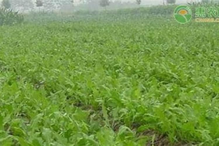 将军菊苣怎么种植比较好