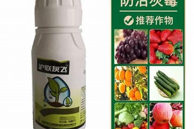 月季为什么要喷施叶面肥杀菌剂添加叶面肥有何作用