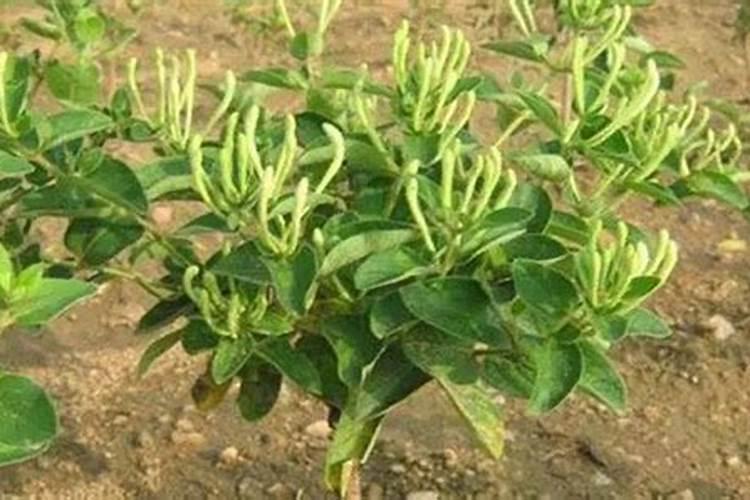 金银花的施肥管理技术是怎么样的？