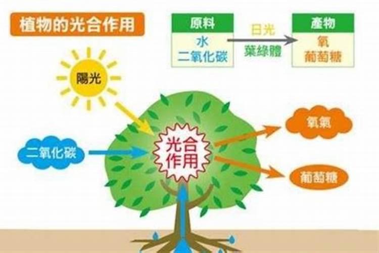 钾肥对植物的作用