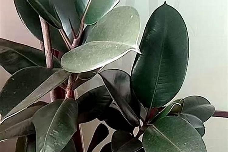 橡皮树种植需要什么肥