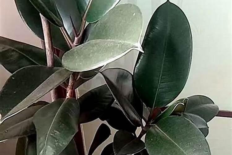 盆栽橡皮树怎么养,浇水适宜巧追肥