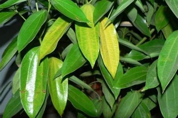 平安树为什么会大量黄叶