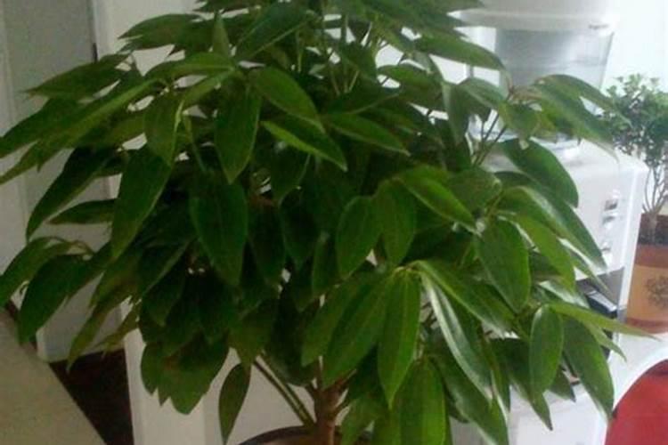 平安树叶子发黄怎么办处理方法