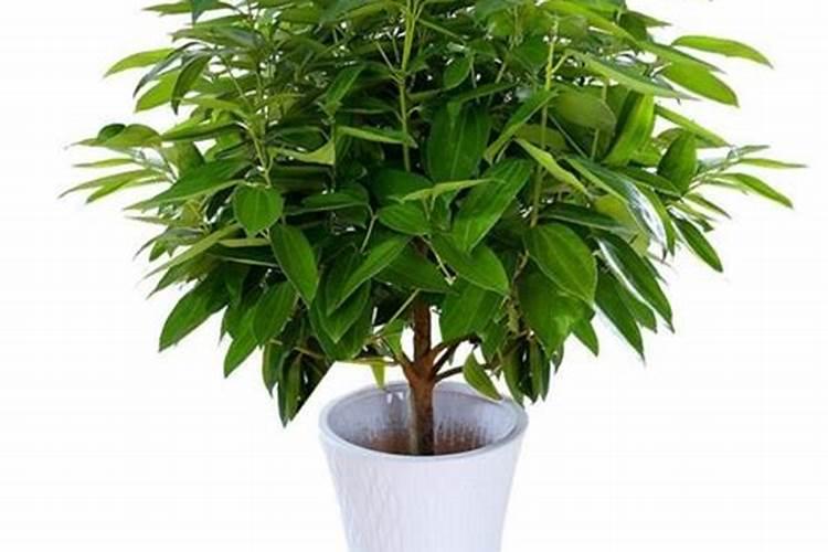 平安树黄叶怎么解决