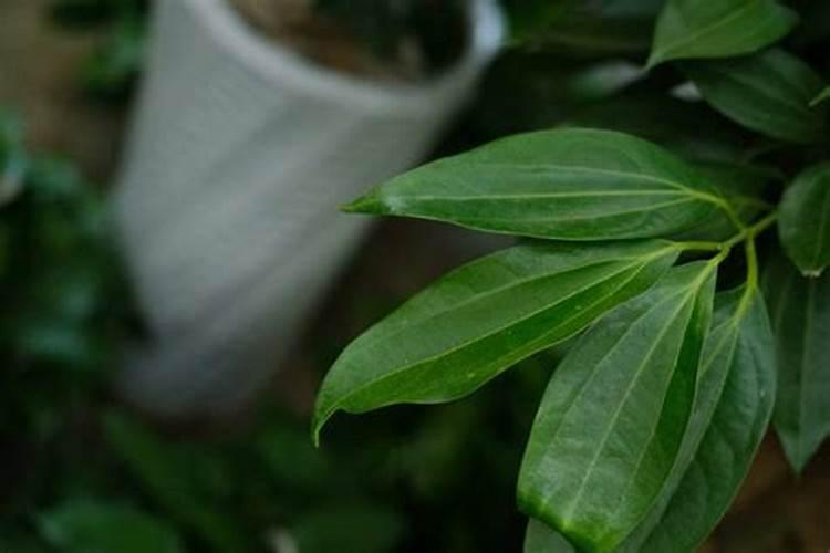 平安树叶子发黄掉落补救办法