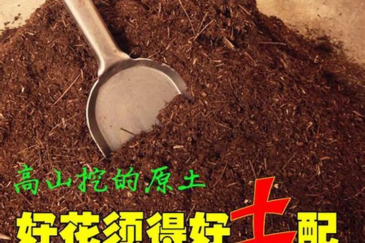 君子兰最好的肥料