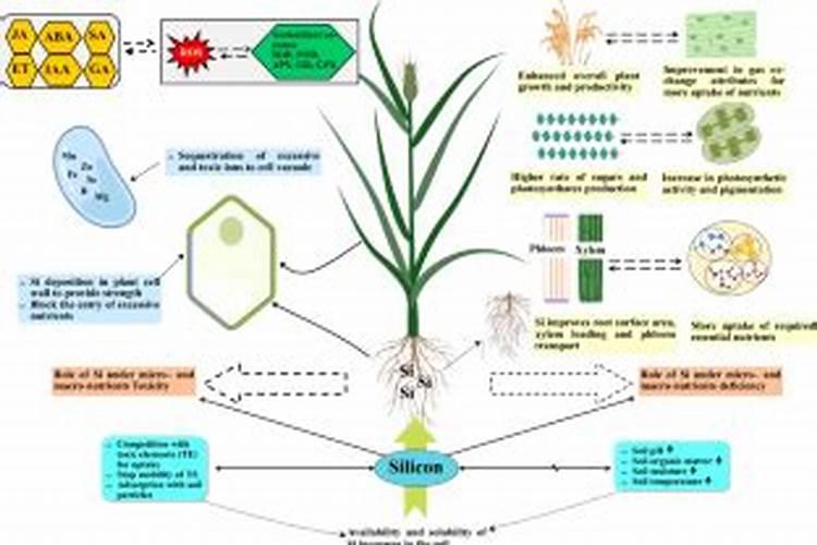 苹果树能用硅肥吗