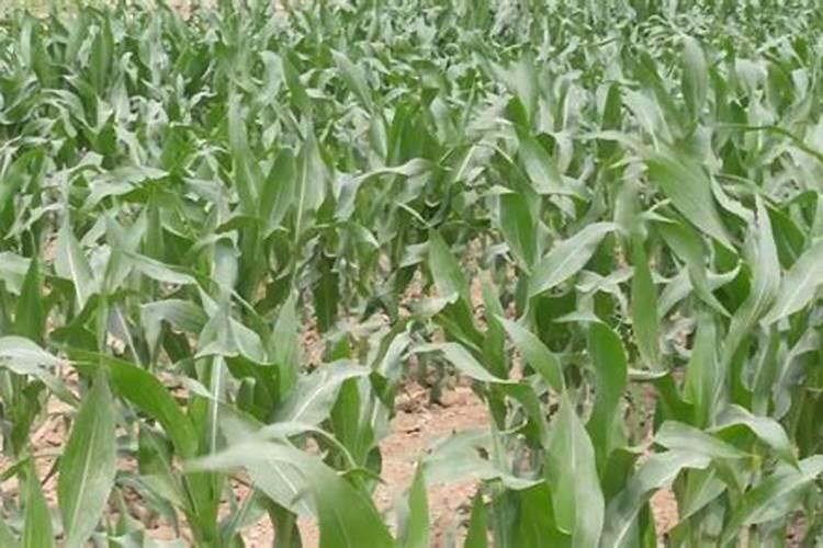 锌肥在玉米上怎样使用